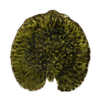 Riviera Alchemille Leaf fad 18 cm