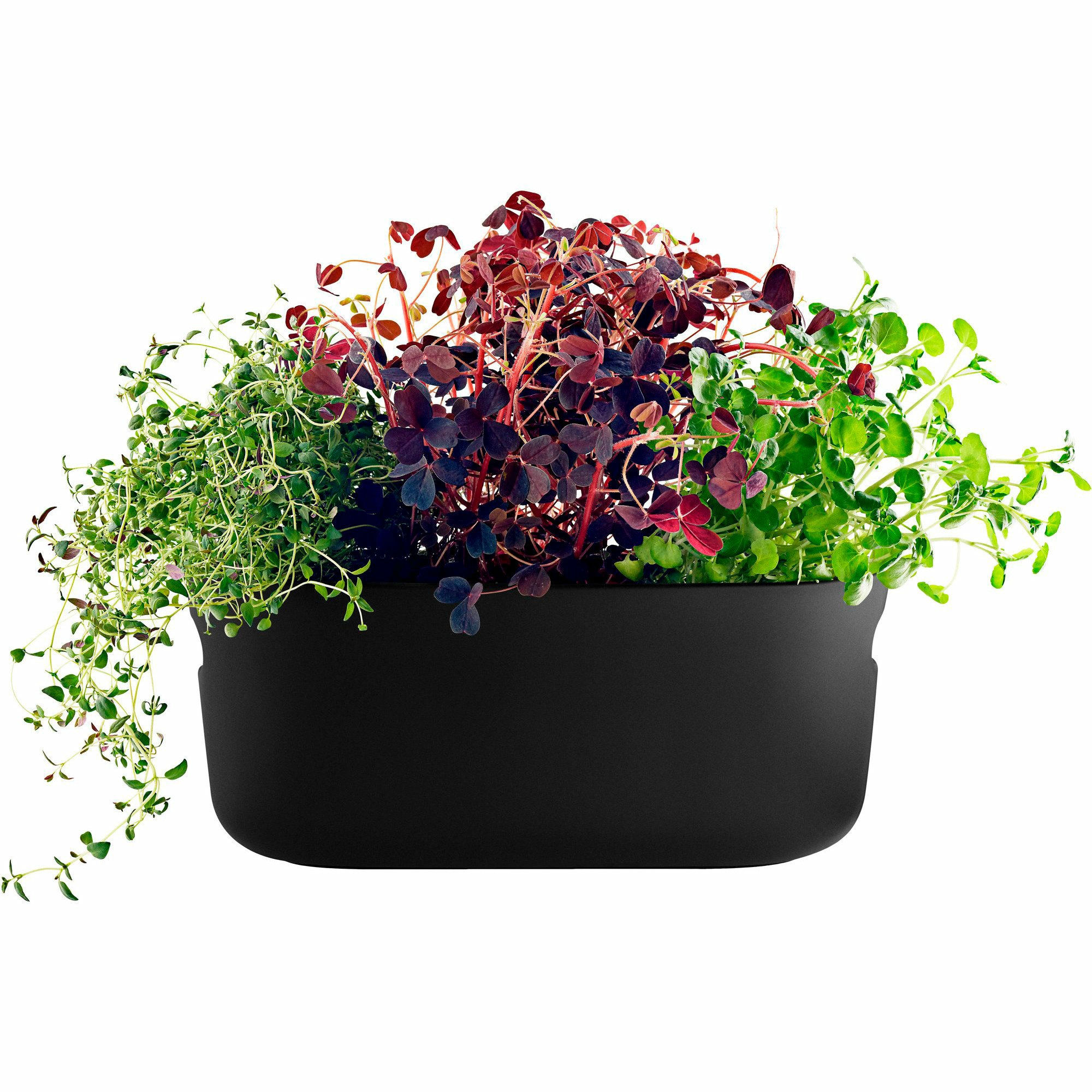 Produktfoto för Eva Solo Självvattnande Herb Organiser Svart