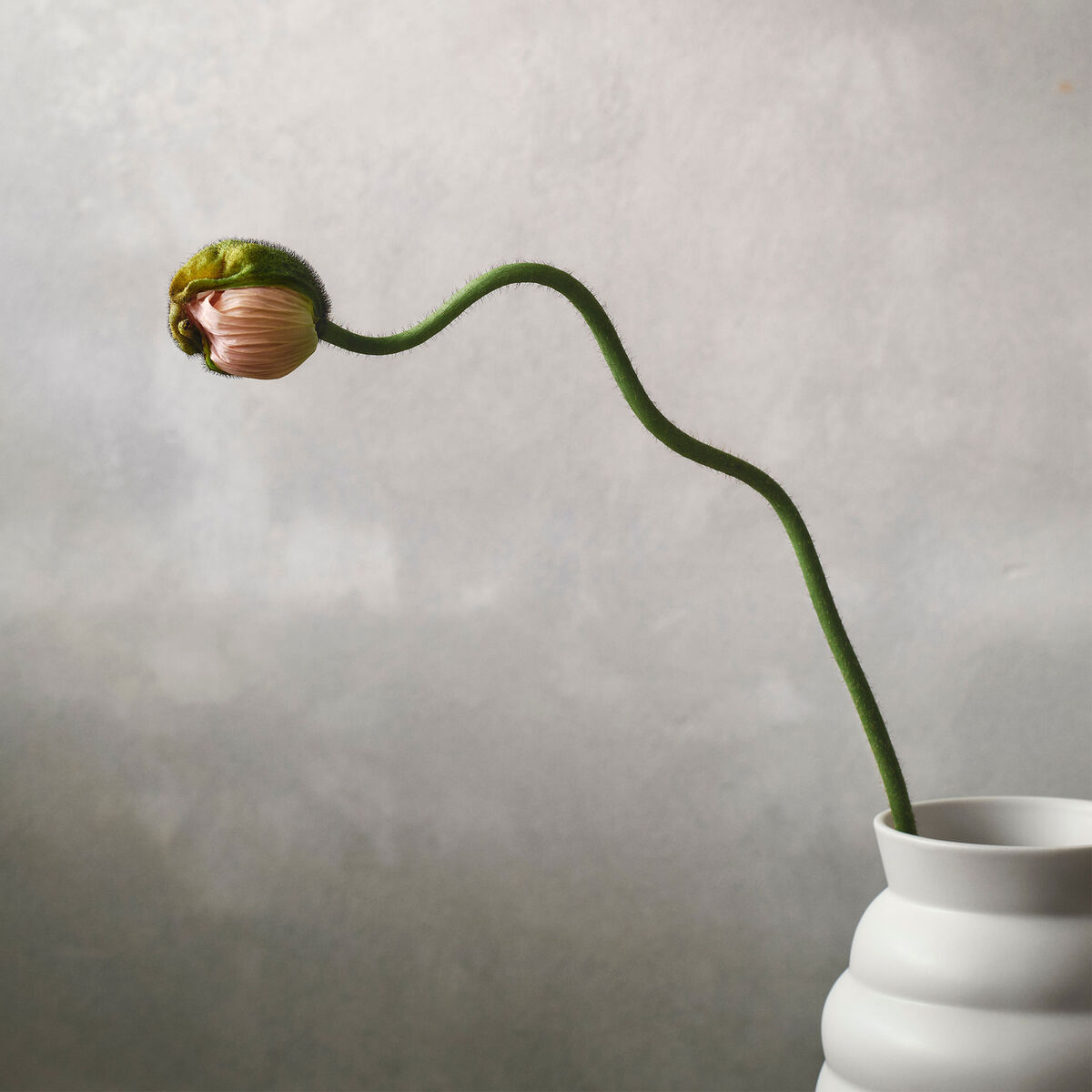 Knabstrup Vas Tortus Archie 23,5 cm, vit