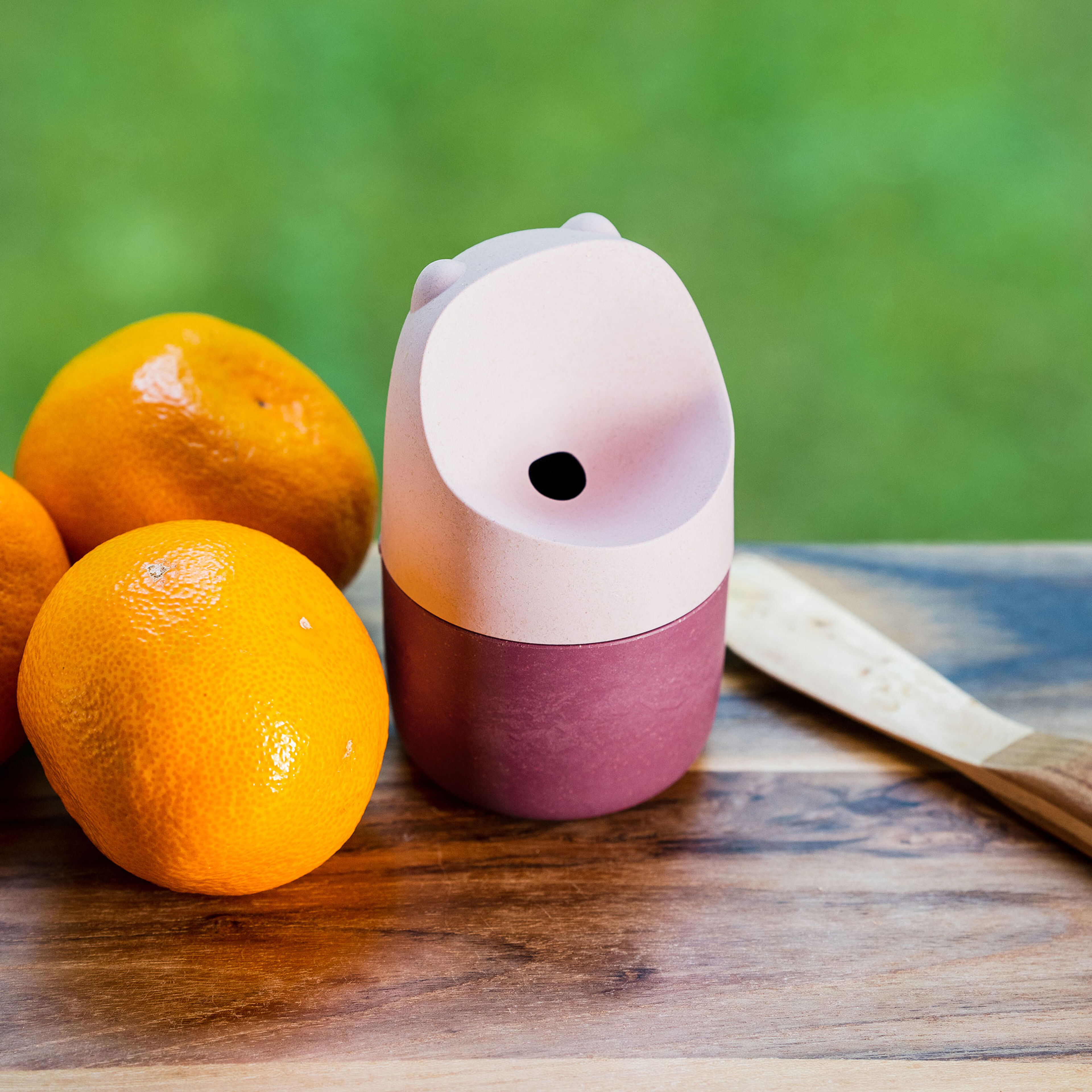 Konna kärpäsloukku, garden rose