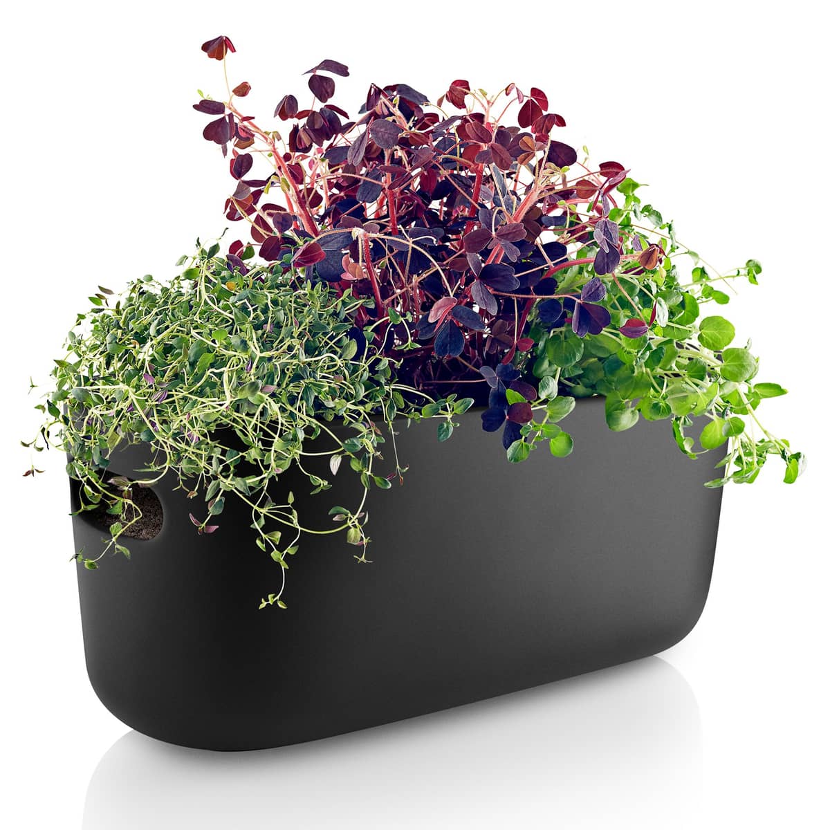 Självvattnande Herb Organiser Svart