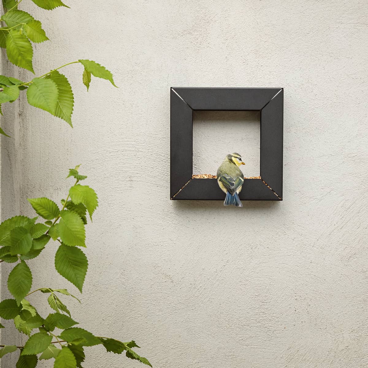 Frame Lintulauta