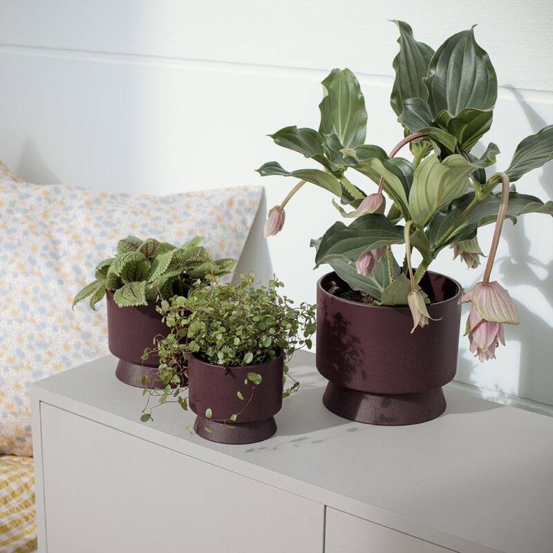 Blomkruka 19 cm. bordeaux