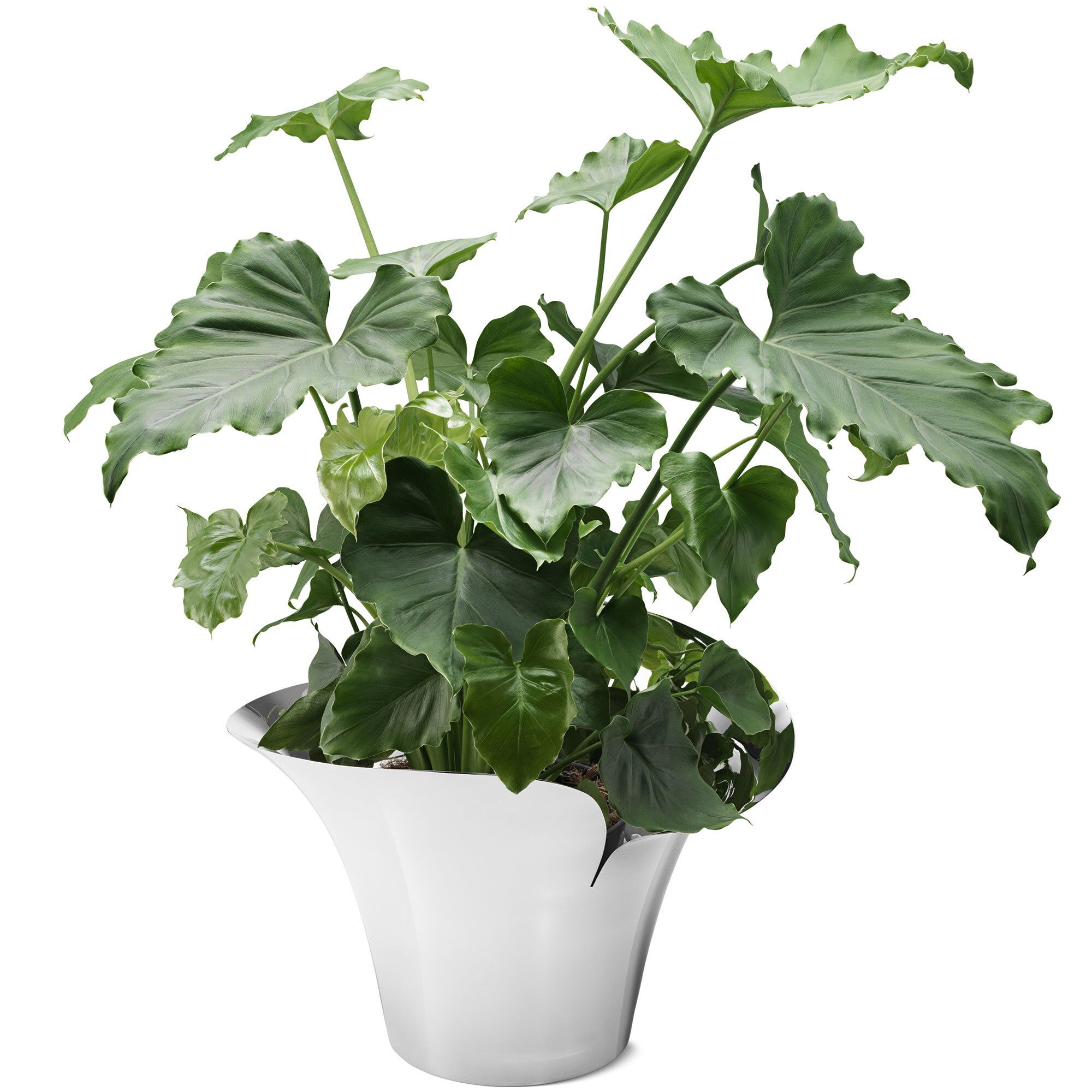 Alternativ bild 1 för Georg Jensen Bloom botanica blomkruka, stor, stål