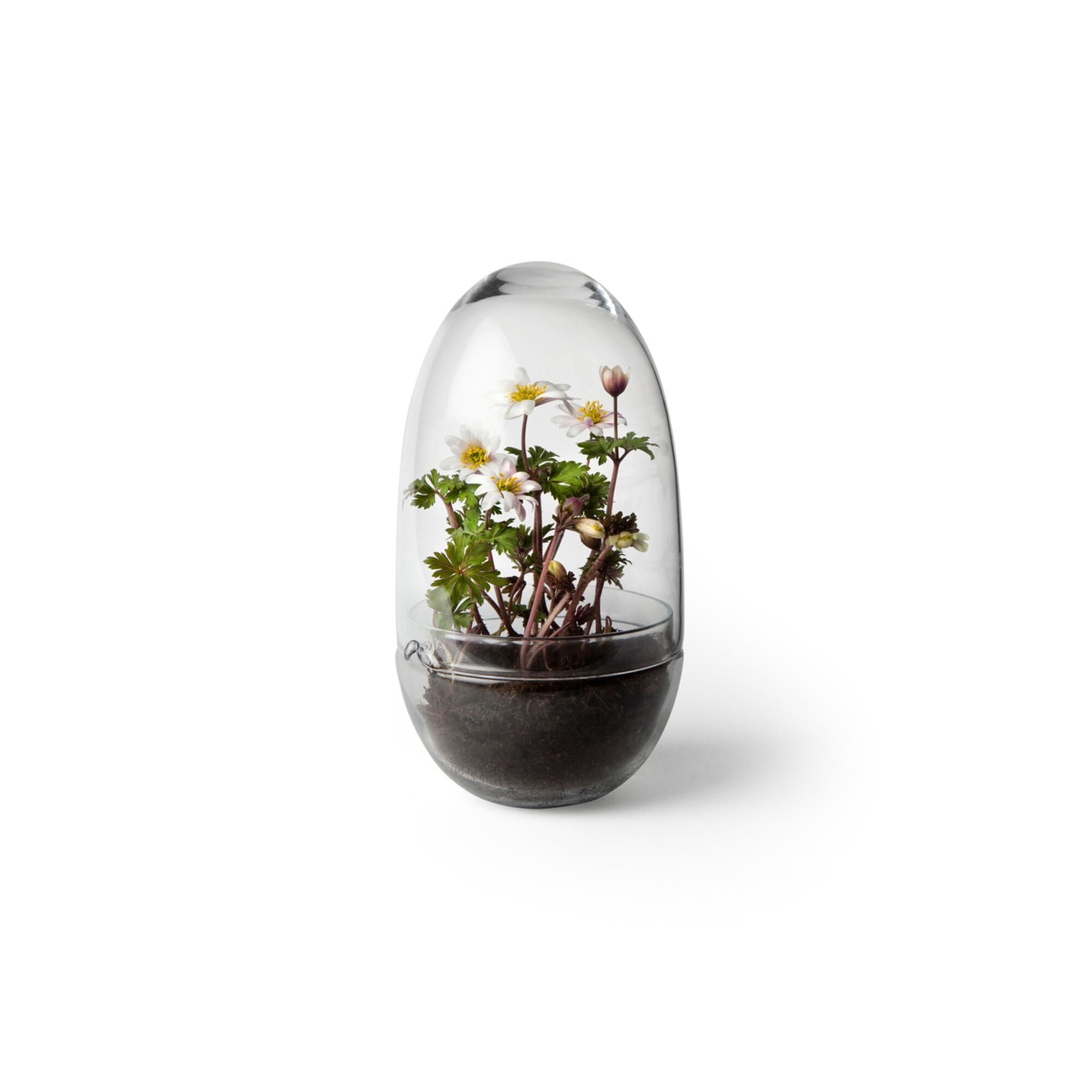 Vase de Culture , Taille Moyenne, Transparent