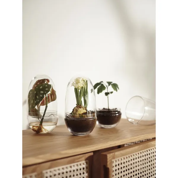 Grow Vase Medium Trasparente