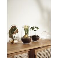 Grow Vase Medium Trasparente