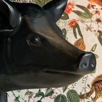 Pig Sofabord Sort