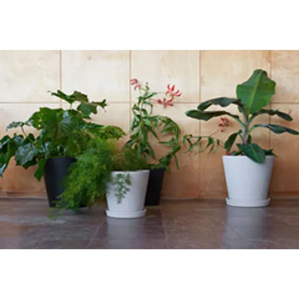 Flowerpot con platillo L Negro