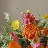 Ramo Ladygarden Multicolor