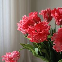 Parrot Tulips Bouquet Red