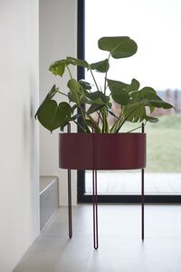 Sokkelpotteplante Stor Sort