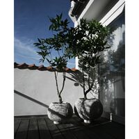 Urchin Planter Large Beehive