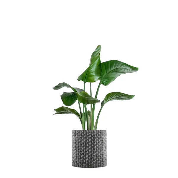 KLEO Växtskydd 130x30 Grå