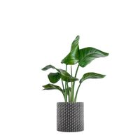 KLEO Cache-plantes 155x44 Gris