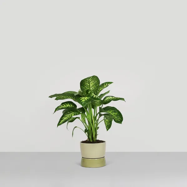Two Tone Planter Jar Large Artichoke Green