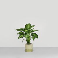 Two Tone Planter Jar Large Artichoke Green