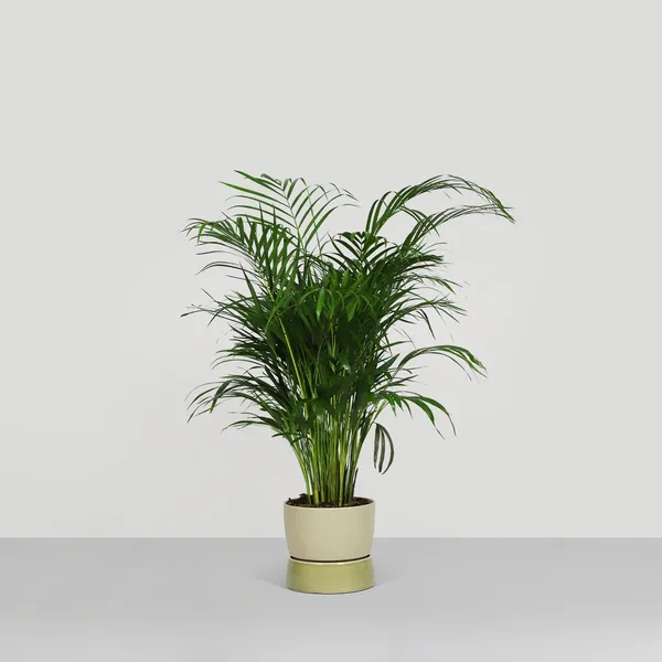 Two Tone Planter Jar Large Artichoke Green