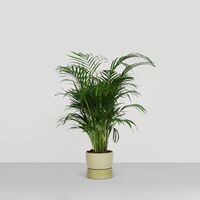 Two Tone Planter Jar Large Artichoke Green