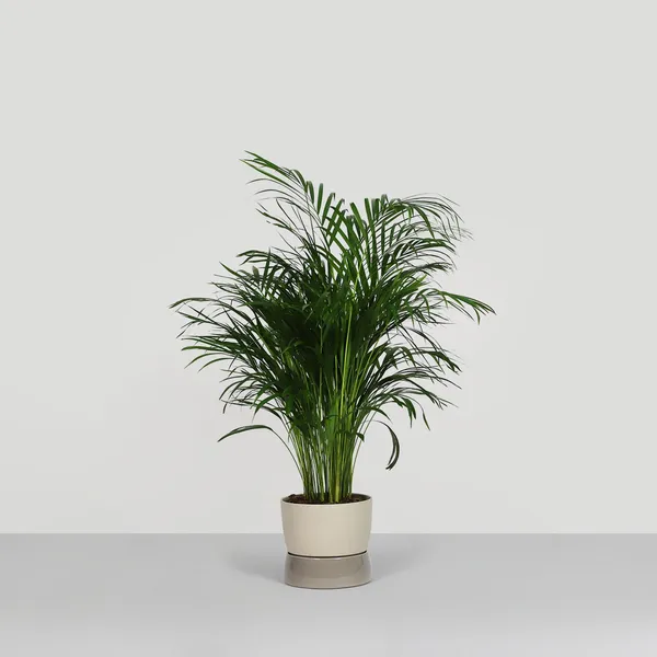Two Tone Planter Pot Groot Dune Grey