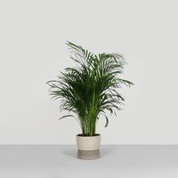 Two Tone Planter Pot Groot Dune Grey