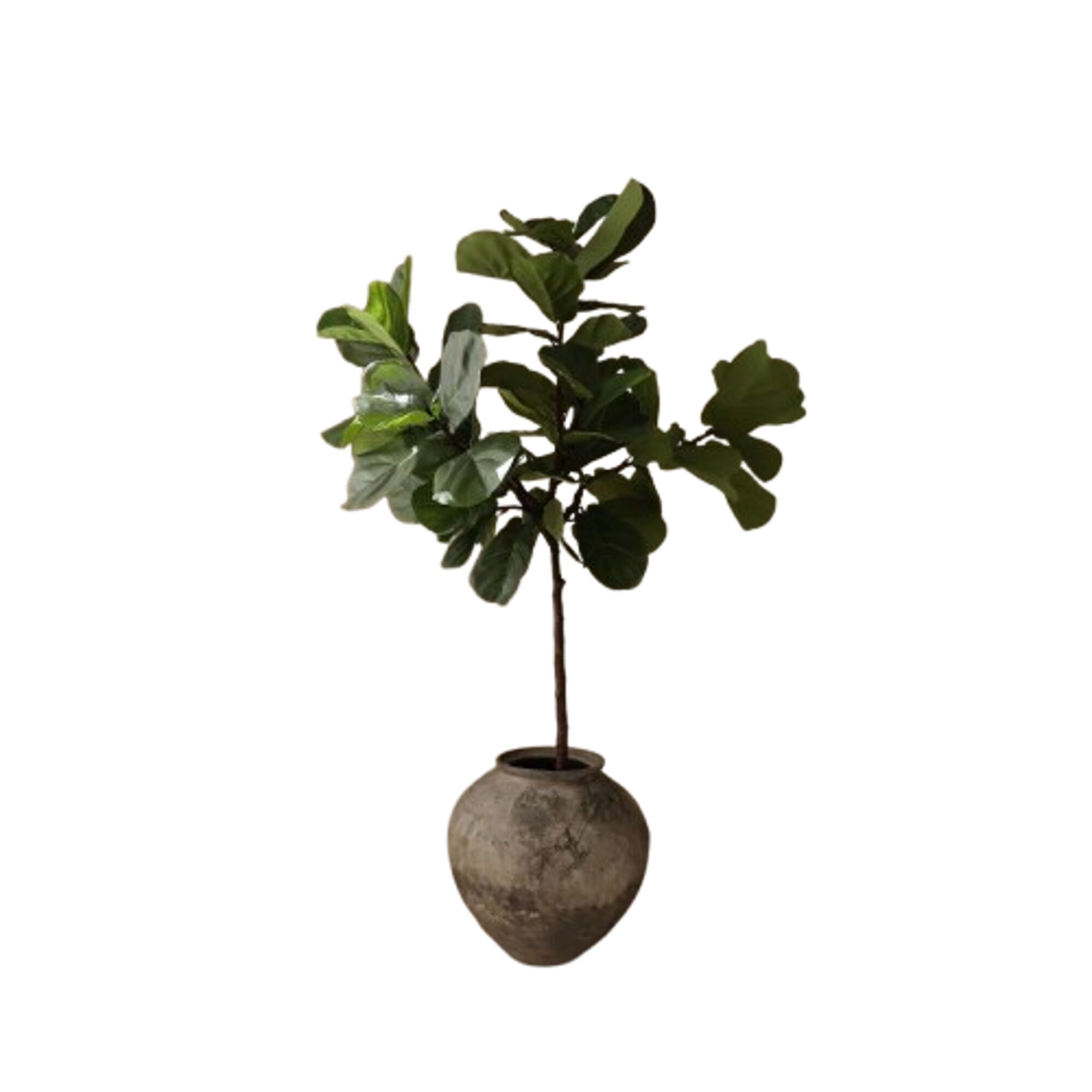 Fiddle Leaf Fig Stems Grønn