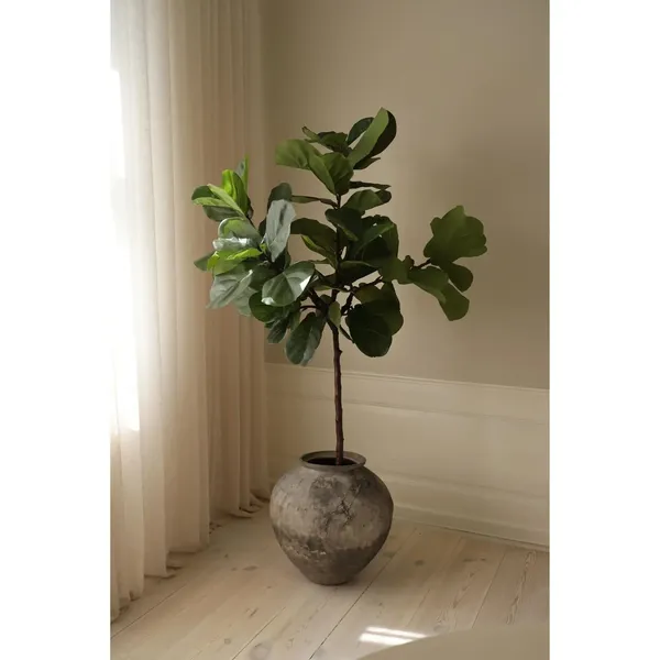 Fiddle Leaf Fig Stems Green