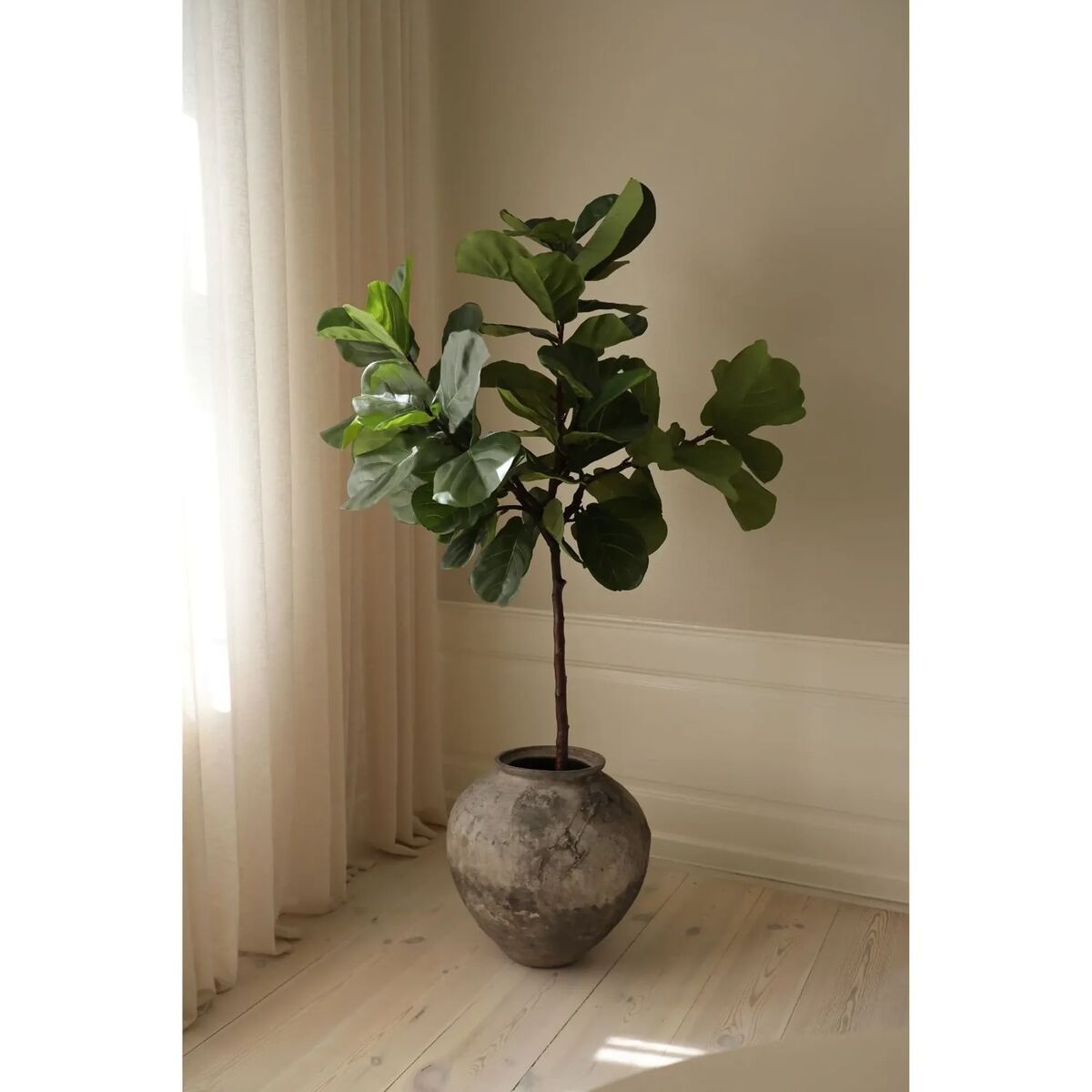 Fiddle Leaf Fig Stems Grön