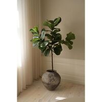 Fiddle Leaf Fig Stems Grön