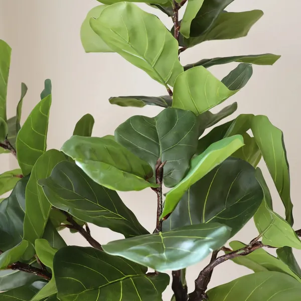 Fiddle Leaf Fig Stems Green