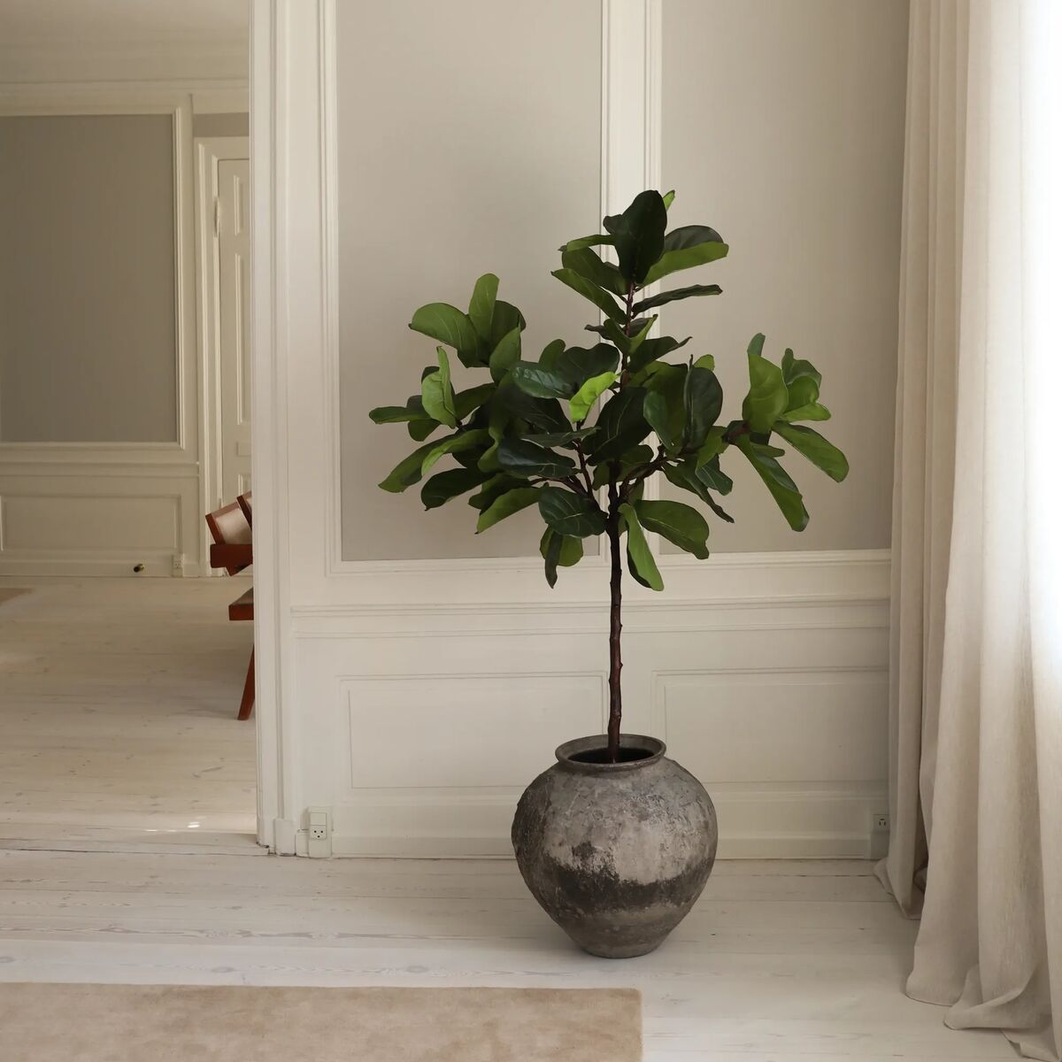 Fiddle Leaf Fig Stems Grön