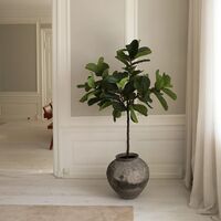 Fiddle Leaf Fig Stems Grön