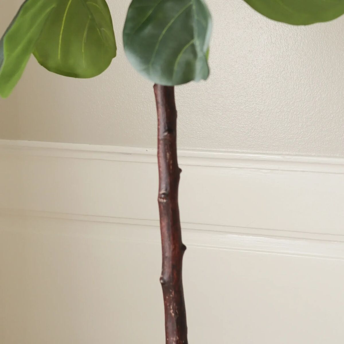 Fiddle Leaf Fig Stems Grön