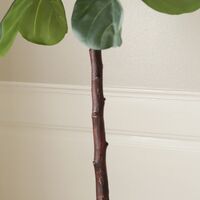 Fiddle Leaf Fig Stems Grön