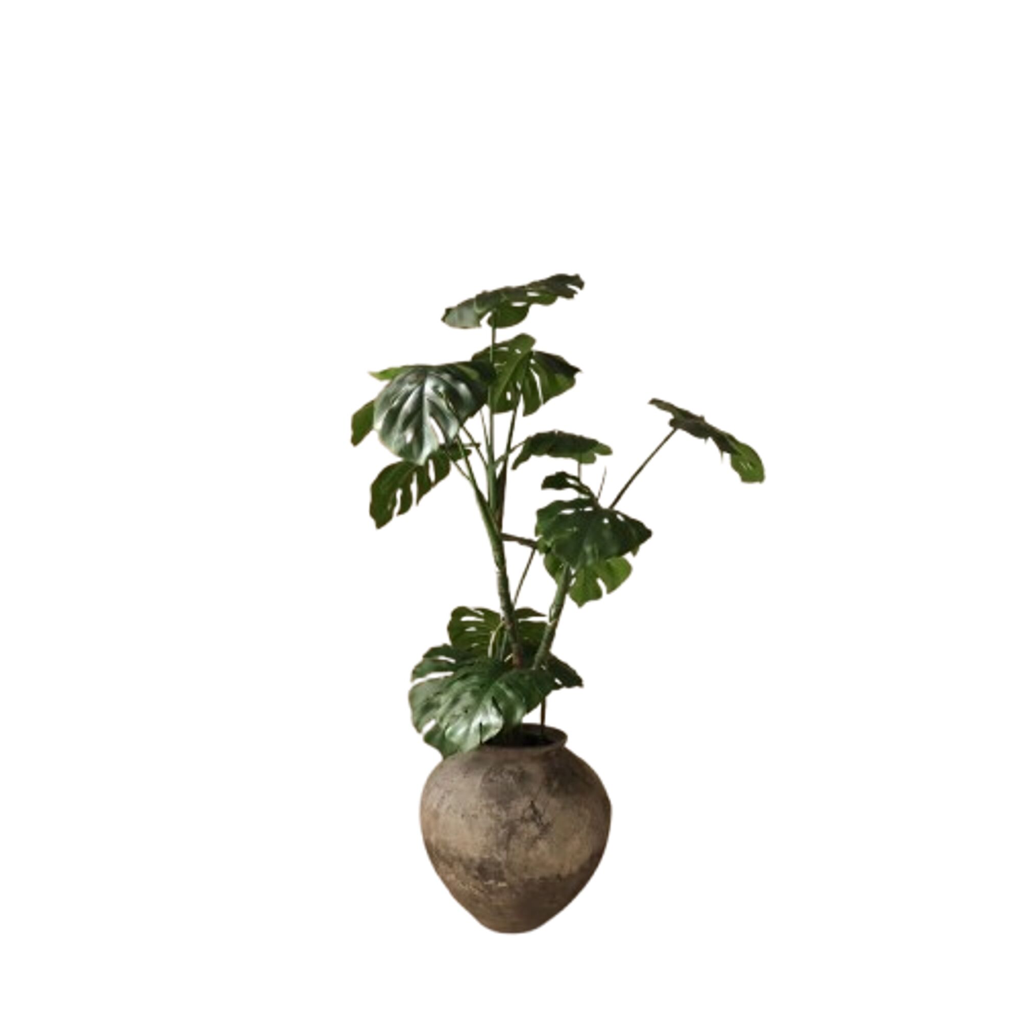 Botanisk Monstera-plante Grønn