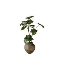 Pianta Monstera Verde