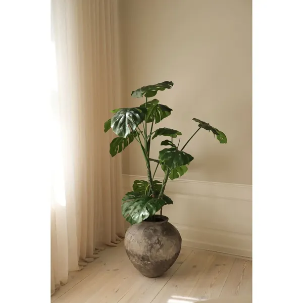 Pianta Monstera Verde
