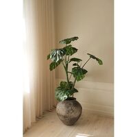 Pianta Monstera Verde
