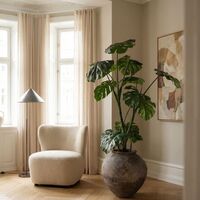 Monstera Plant Groen