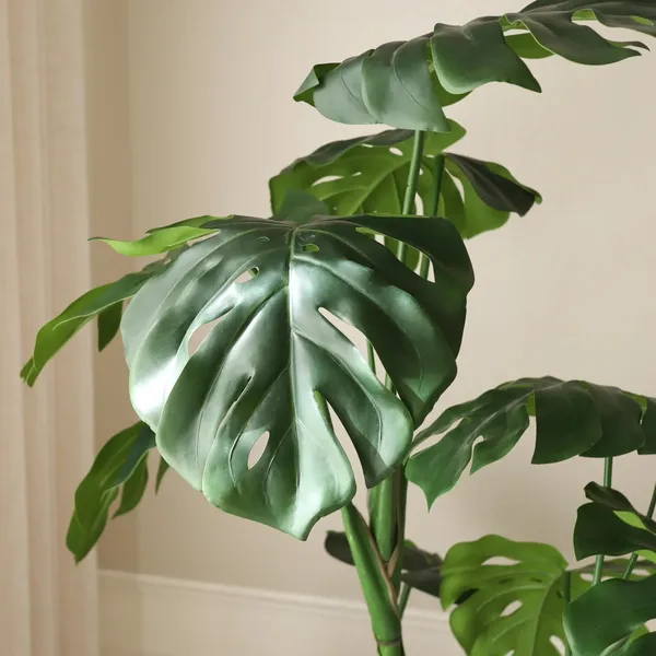 Pianta Monstera Verde