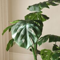 Pianta Monstera Verde