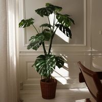 Pianta Monstera Verde