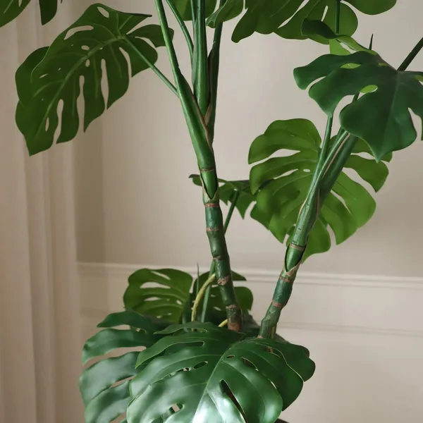Pianta Monstera Verde