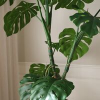 Pianta Monstera Verde