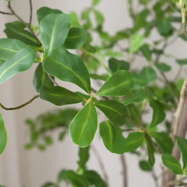 Tropical Almond Wood Green