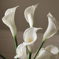 Calla Lily Bouquet White