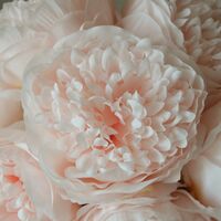 Mini Peony Strauß Hellrosa