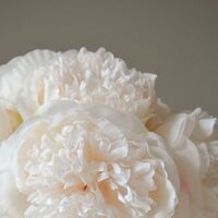 Mini Peony Buket Cream