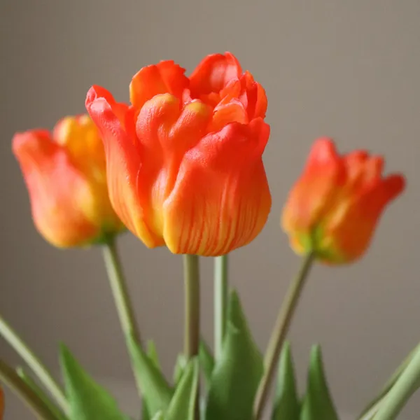 Triumph Tulip Mazzo Arancione