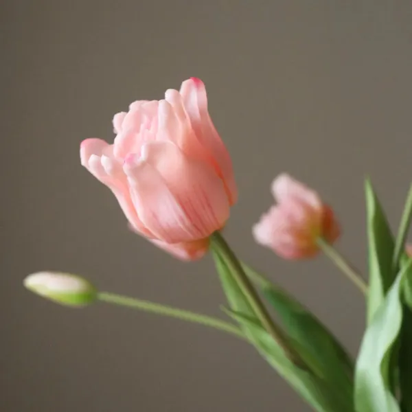 Triumph Tulip Mazzo Rosa Chiaro
